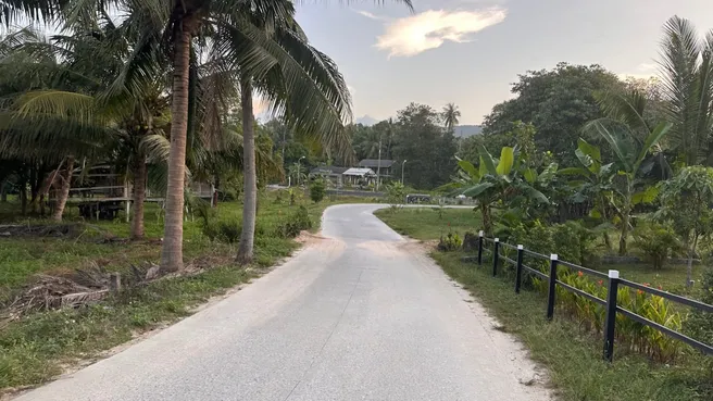 The quiet palm-lined road on Koh Phangan where the run happened